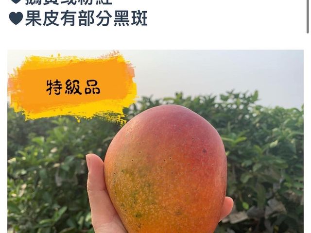 【搶先預購！屏東枋寮 自用特級愛文芒果箱裝】榮獲芒果王冠軍｜一入口爆汁的夏日王者