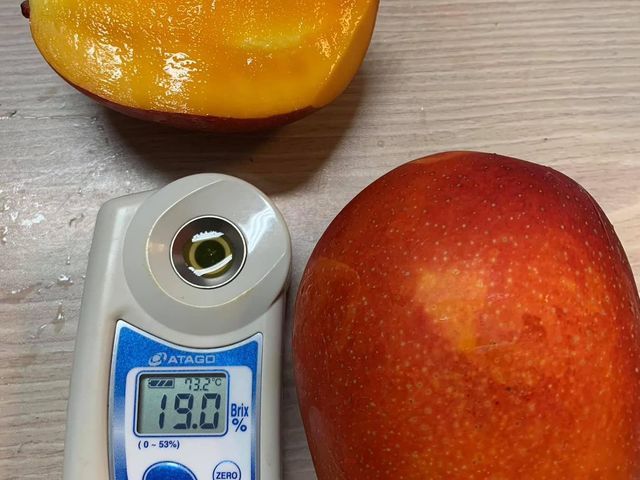 【搶先預購！屏東枋寮 自用特級愛文芒果箱裝】榮獲芒果王冠軍｜一入口爆汁的夏日王者