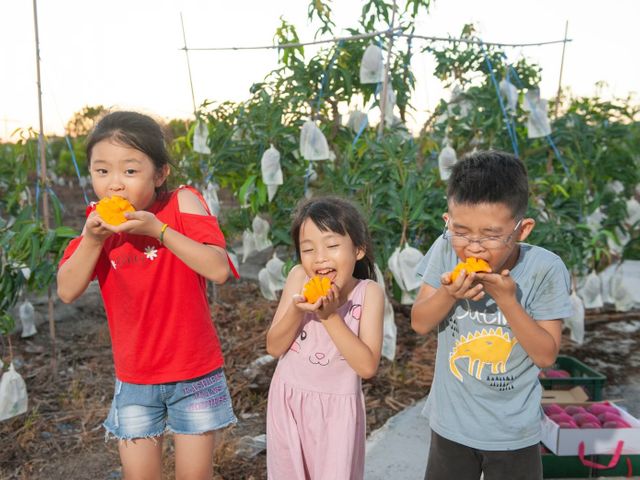 【搶先預購！屏東枋寮 自用特級愛文芒果箱裝】榮獲芒果王冠軍｜一入口爆汁的夏日王者