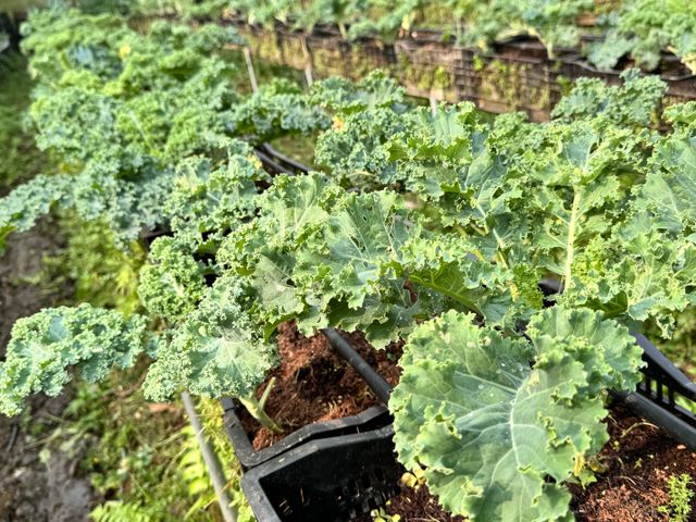 【雲林小農友善栽培 生菜箱】三種蔬菜 健身OL最愛