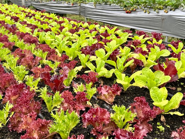 【雲林小農友善栽培 生菜箱】三種蔬菜 健身OL最愛