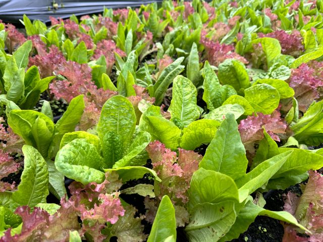 【雲林小農友善栽培 生菜箱】三種蔬菜 健身OL最愛