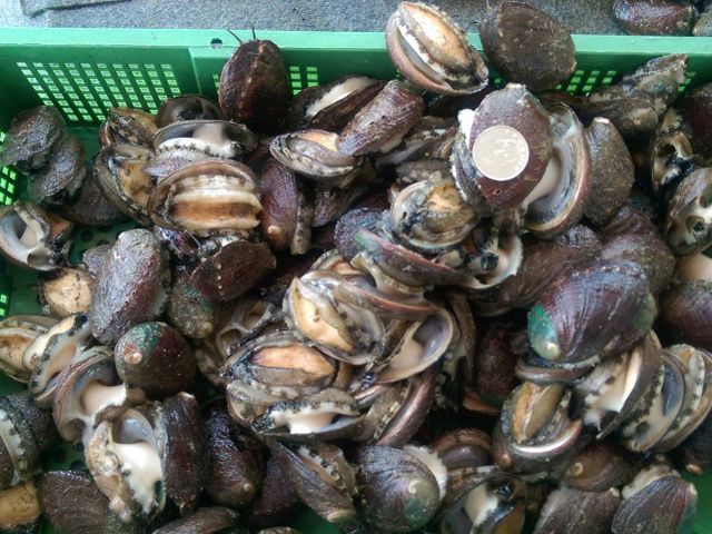 【美味海鮮 急速冷凍生鮮九孔 300g/包】東北角貢寮九孔鮑｜天然養殖・急凍鎖鮮・產銷履歷安心選