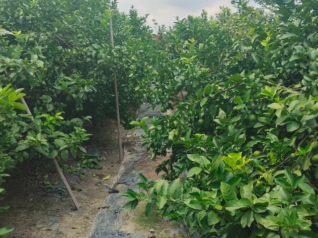 【台中豐原 產銷履歷認證 無籽檸檬 5斤裝】皮薄多汁 酸甜滋味