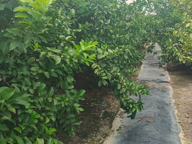 【台中豐原 產銷履歷認證 無籽檸檬 5斤裝】皮薄多汁 酸甜滋味