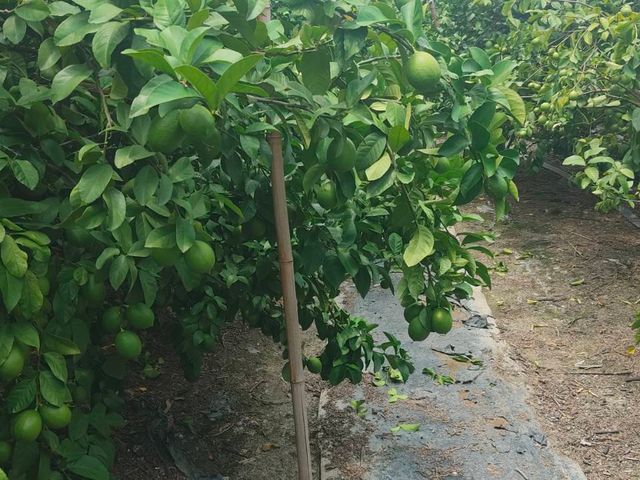 【台中豐原 產銷履歷認證 無籽檸檬 5斤裝】皮薄多汁 酸甜滋味