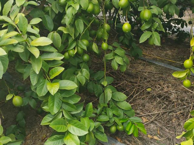 【台中豐原 產銷履歷認證 無籽檸檬 5斤裝】皮薄多汁 酸甜滋味