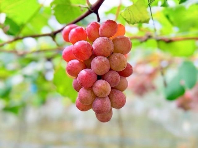【預購！珍稀品種 紅玉麝香葡萄禮盒】台灣獨家栽種｜千萬研發老饕必吃的精品級葡萄