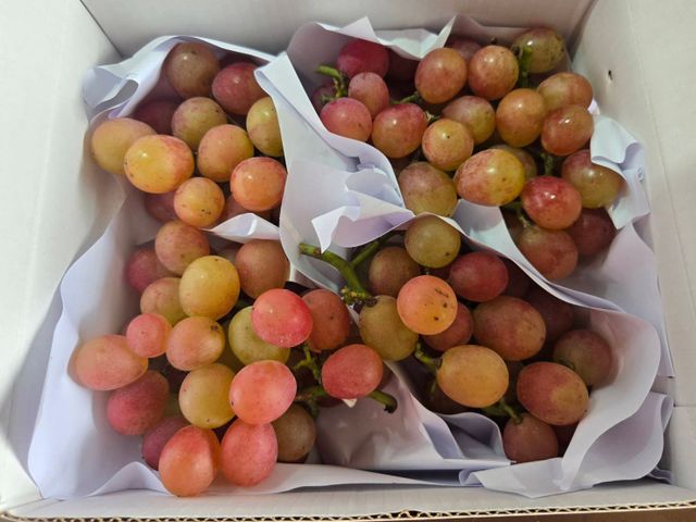 【預購！珍稀品種 紅玉麝香葡萄禮盒】台灣獨家栽種｜千萬研發老饕必吃的精品級葡萄