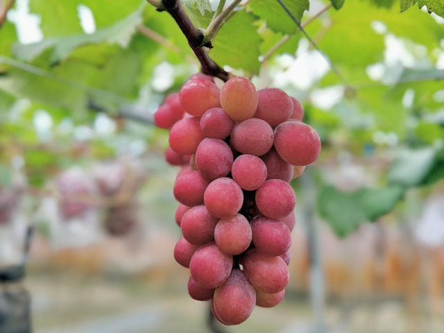 【預購！珍稀品種 紅玉麝香葡萄禮盒】台灣獨家栽種｜千萬研發老饕必吃的精品級葡萄