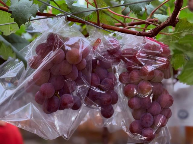 【預購！珍稀品種 紅玉麝香葡萄禮盒】台灣獨家栽種｜千萬研發老饕必吃的精品級葡萄
