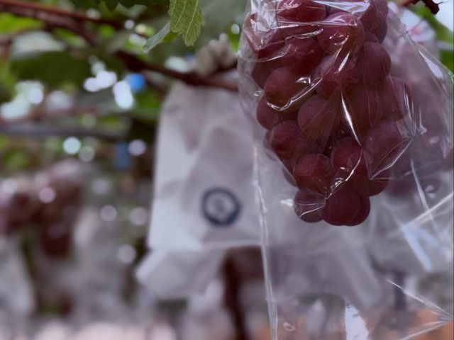【預購！珍稀品種 紅玉麝香葡萄禮盒】台灣獨家栽種｜千萬研發老饕必吃的精品級葡萄