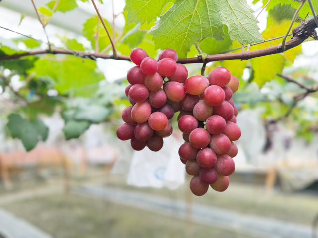 【預購！珍稀品種 紅玉麝香葡萄禮盒】台灣獨家栽種｜千萬研發老饕必吃的精品級葡萄