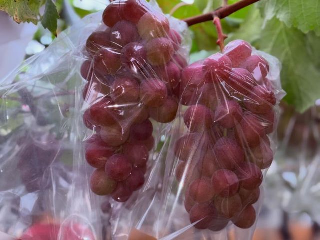 【預購！珍稀品種 紅玉麝香葡萄禮盒】台灣獨家栽種｜千萬研發老饕必吃的精品級葡萄