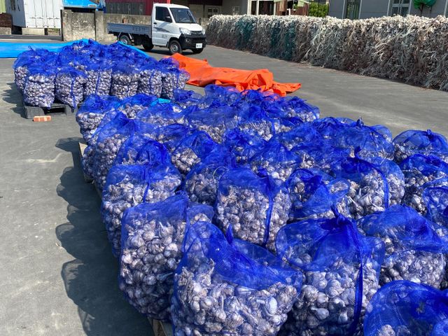 【雲林海蒜 在地大蒜散裝】當季已烘乾的乾蒜頭 手工精心挑選海口蒜