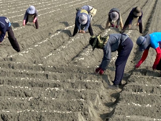 【雲林海蒜 在地大蒜散裝】當季已烘乾的乾蒜頭 手工精心挑選海口蒜