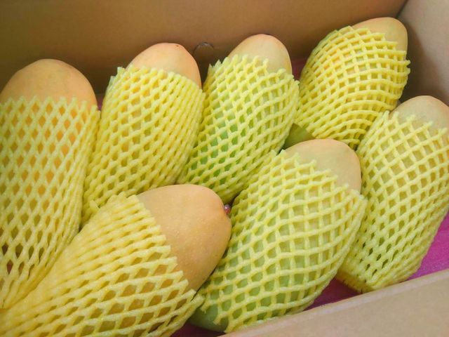 【一期一會！屏東 金煌芒果 10斤裝】金黃碩大 肉多籽薄 香Q酸甜好誘人