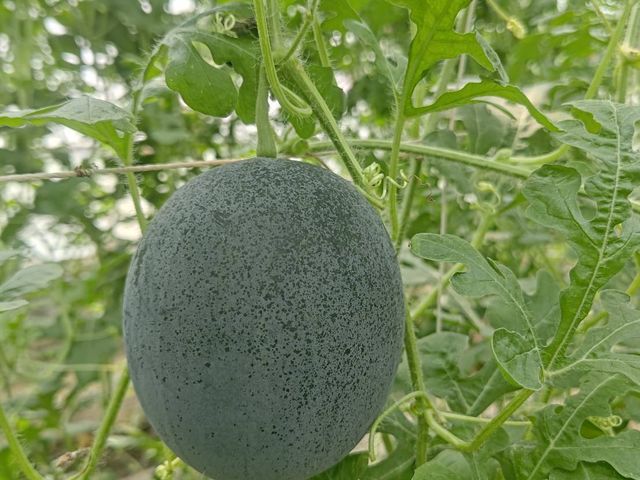 【限量預購！溫室黑皮小西瓜／虎斑小西瓜禮盒】黑皮的爽脆、虎斑的蜜甜，吃過真的回不去