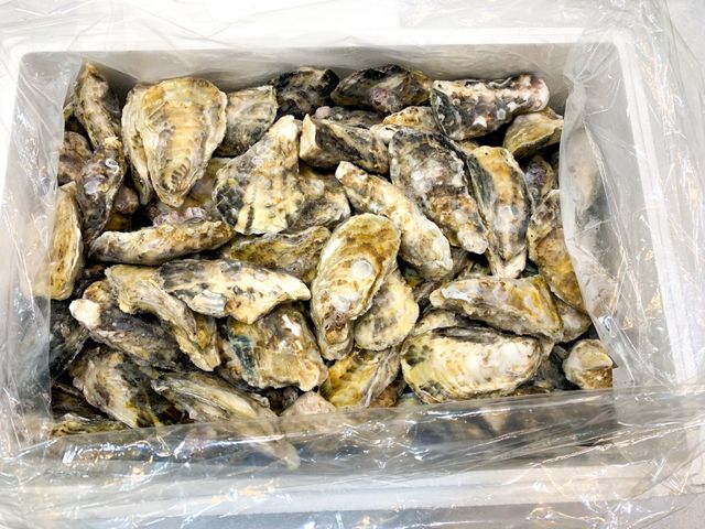 【富春水產 日本兵庫全殼(3L)大生蠔8顆裝】俗稱海中牛奶 營養價值豐富