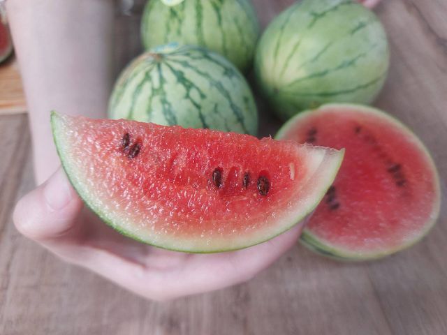 【日本療癒系！迷你小西瓜5kg(約12~18顆)】小巧可愛一手掌握