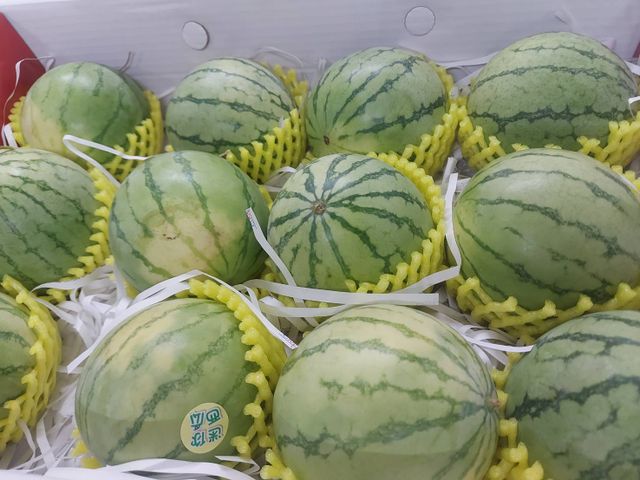 【日本療癒系！迷你小西瓜5kg(約12~18顆)】小巧可愛一手掌握