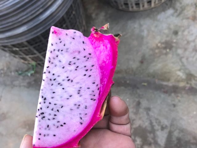 【產地直送！屏東蜜桃龍火龍果 10斤裝】淡雅花香系火龍果 一吃就愛上