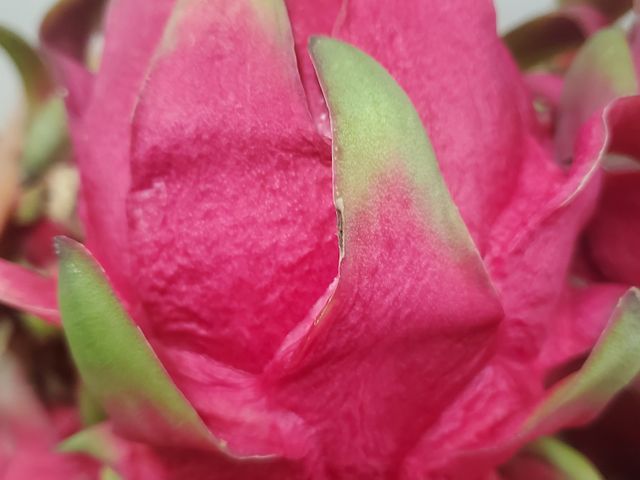 【產地直送！屏東蜜桃龍火龍果 10斤裝】淡雅花香系火龍果 一吃就愛上