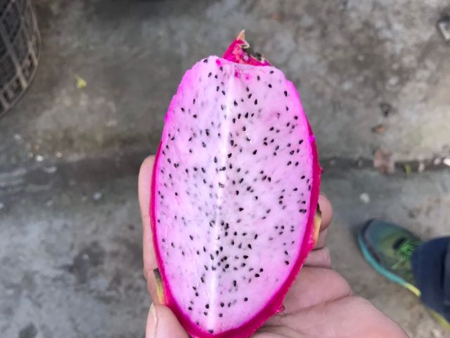 【產地直送！屏東蜜桃龍火龍果 10斤裝】淡雅花香系火龍果 一吃就愛上