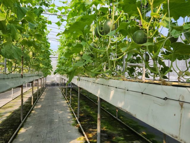【6月中出貨！台中溫室香甜有機卡蜜拉】哈密瓜皮薄果肉甜似西瓜 離地吊瓜溫室不淋雨栽培