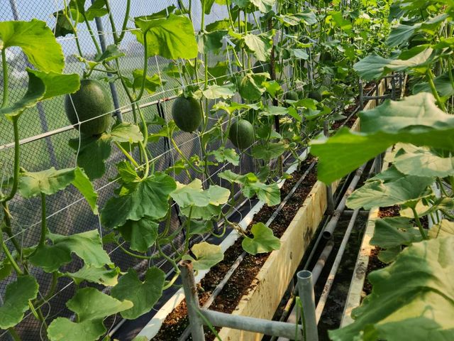【6月中出貨！台中溫室香甜有機卡蜜拉】哈密瓜皮薄果肉甜似西瓜 離地吊瓜溫室不淋雨栽培