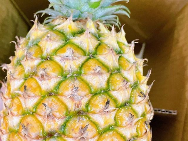 【稀少釋出！水蜜桃鳳梨一箱10kg裝(5~9支)】 來自高雄大樹 細心栽種的甜美鳳梨