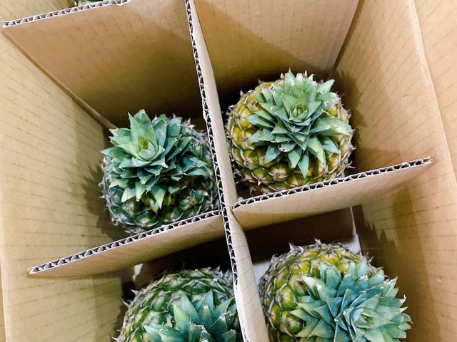 【稀少釋出！水蜜桃鳳梨一箱10kg裝(5~9支)】 來自高雄大樹 細心栽種的甜美鳳梨