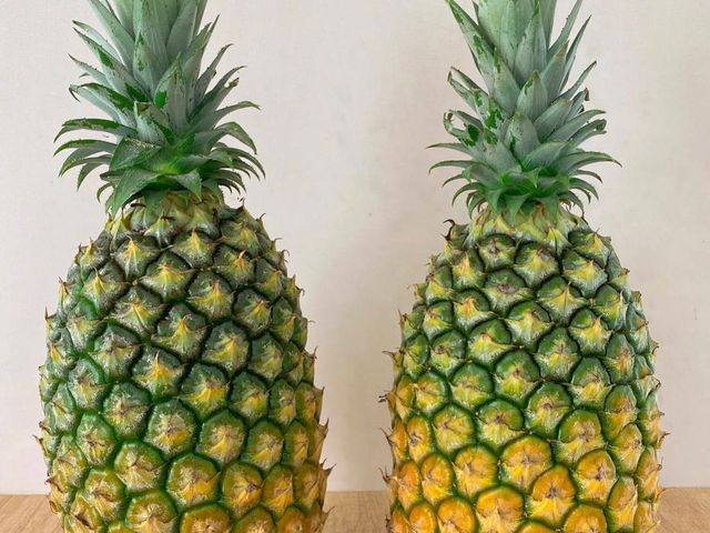 【稀少釋出！水蜜桃鳳梨一箱10kg裝(5~9支)】 來自高雄大樹 細心栽種的甜美鳳梨