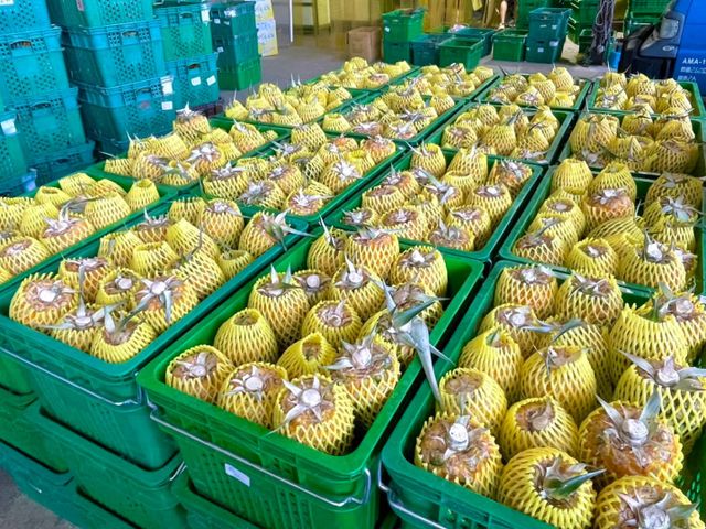 【神農獎加持！嘉義民雄 玉蘭花鳳梨約4~6斤嚐鮮盒(2~3入)】自帶花香 果肉細緻 完熟採收