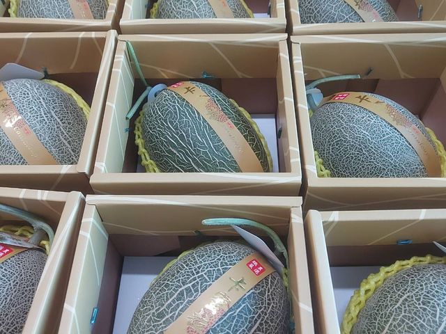 【人氣爆棚！精品級卡蜜拉(1.2kg~1.5kg/顆)單入禮盒】震撼脆度 × 爆汁甜香 × 送禮零失誤的夢幻品種哈密瓜