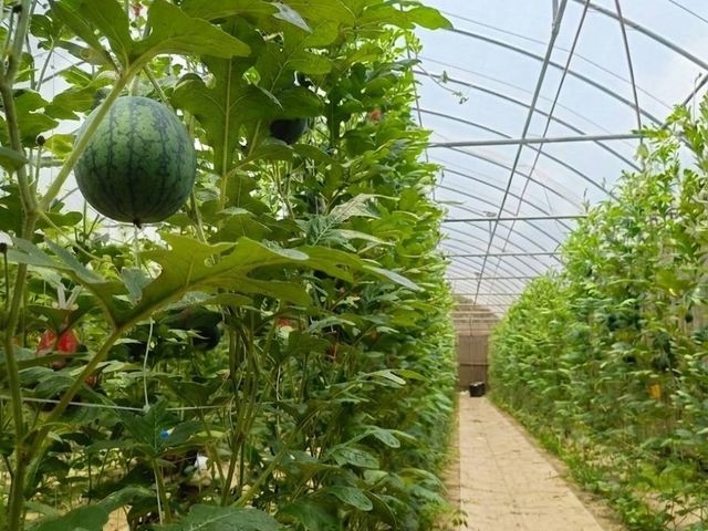【屏東內埔 有機馬卡龍西瓜】6月中旬甜蜜採收 一口咬下就是夏天最純粹的甜