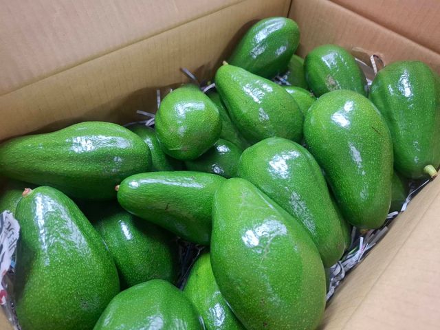 【南台灣陽光轉色酪梨 10斤裝】自然熟成會變色，綿密濃香像奶油