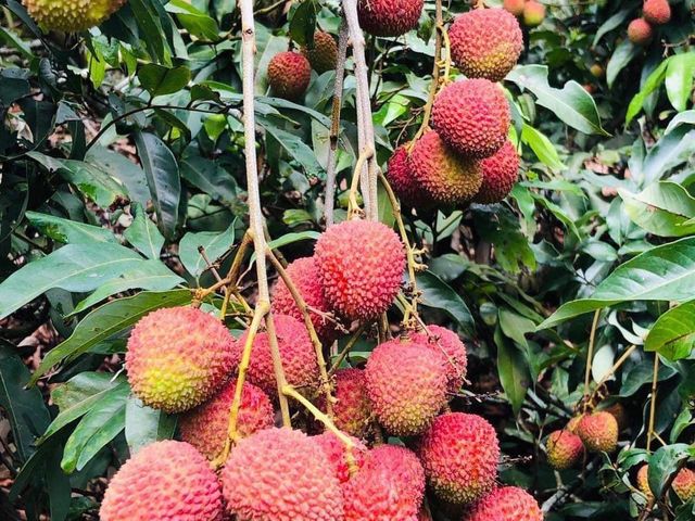 【X5基金會端午贈禮！高雄大樹 無毒原生種30-38mm玉荷包X53盒】爆甜多汁・Q彈細緻的夏季皇后