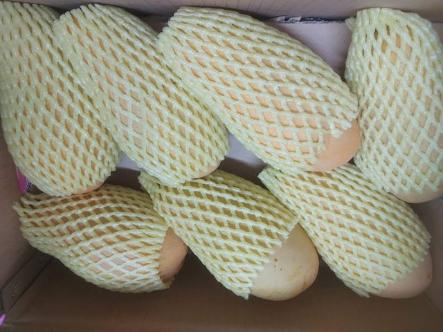 【出貨中！台南 金煌芒果10斤裝】果肉紮實飽滿 香甜又軟Q