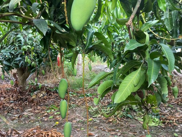 【出貨中！台南 金煌芒果10斤裝】果肉紮實飽滿 香甜又軟Q