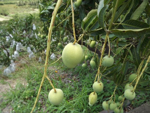 【屏東枋山 自然熟成黃土芒果5斤裝(中果17~19粒)】地表最香的芒果 老饕最愛的土檨仔