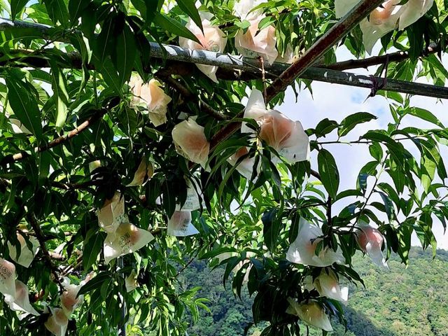 【盛產中！桃園拉拉山 高山水蜜桃】我們不催熟、不催大，只想種出真正有味道的水蜜桃