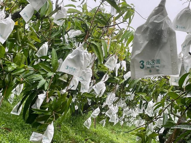 【高雄燕巢 水蜜桃芒果 10斤裝】鮮嫩多汁，細緻果香的珍稀美味