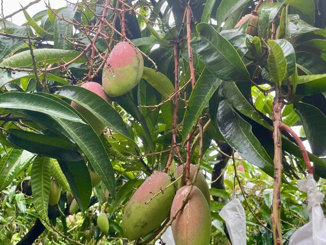 【高雄燕巢 水蜜桃芒果 10斤裝】鮮嫩多汁，細緻果香的珍稀美味
