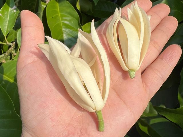 【方間好食 梨山玉蘭烏龍茶包 1包(2.5gx12入/包) 】熟悉的街邊白花香氣