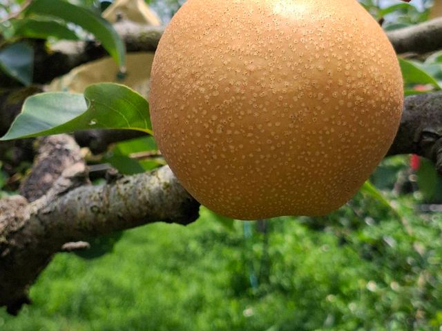 【火熱出貨中！三星上將 幸水梨/豐水梨】雪山山脈孕育，三星獨有的夏日甜蜜