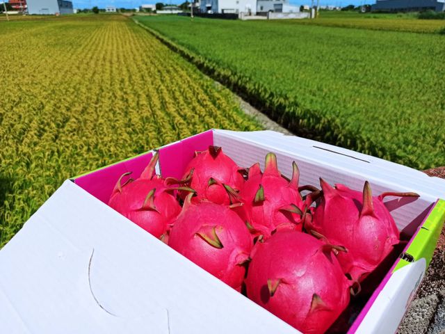 【妞妞果園 產銷履歷紅龍果(雙色5斤裝)】白肉 × 紅肉・層次風味新體驗