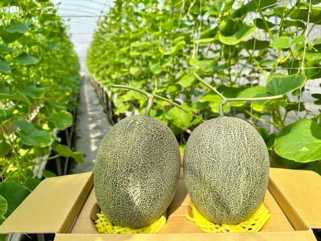 【限時優惠！有機卡蜜拉洋香瓜 8-10顆裝(18斤裝）】哈密瓜皮薄果肉甜似西瓜 離地吊瓜溫室不淋雨栽培
