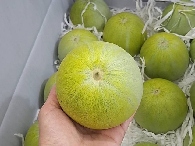【優質翠妞美濃瓜x1箱(10斤/箱)】果肉綿密 清脆爽口