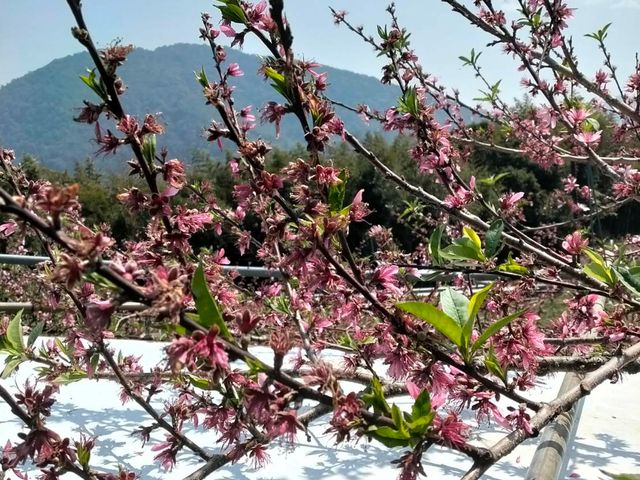 【免運！拉拉山水蜜桃 當季新鮮直送】上巴陵高海拔 1400m 桃園復興鄉產地直銷